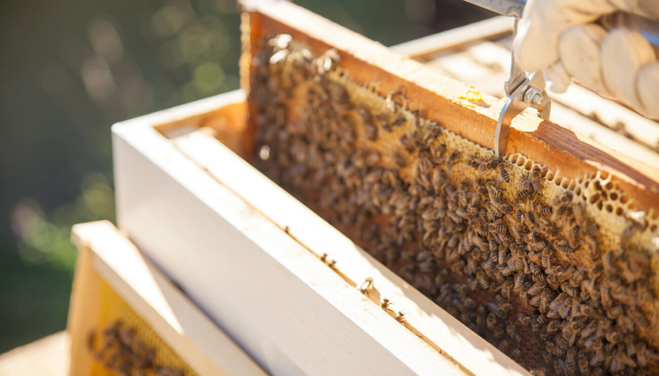 البروبوليس، الذي يُطلق عليه أحيانًا اسم صمغ النحل