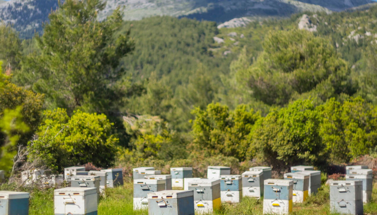 تشمل هذه الفصيلة الفرعية نحل الأوركيد